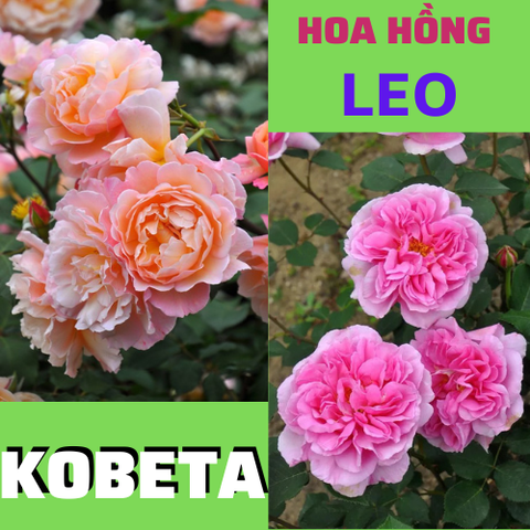 Cây giống hoa hồng leo chính hãng duy nhất tại Việt Nam
