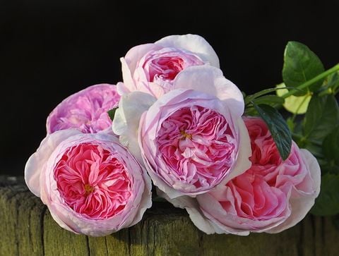 Hoa hồng leo Mon Coeur chính hãng Rosa Orientis được sản xuất tại Việt Nam