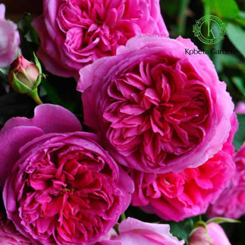 Tinh Hoa Vẻ Đẹp: Ba Cây Hoa Hồng Leo Có Màu Đẹp của Rosa Orientis