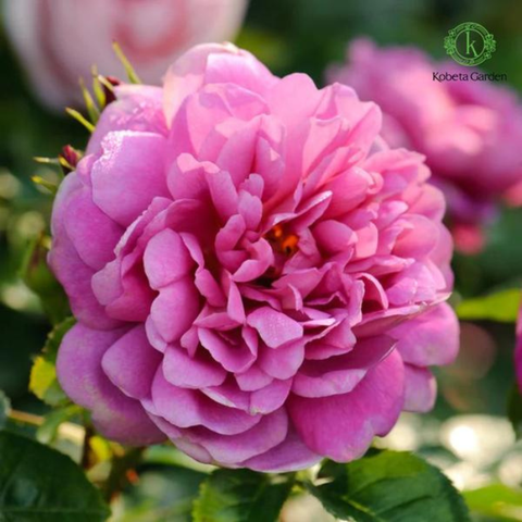 Top 10 Giống Hoa Hồng David Austin Được Yêu Thích Nhất