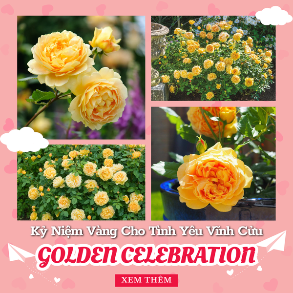 Hình ảnh bài viết
