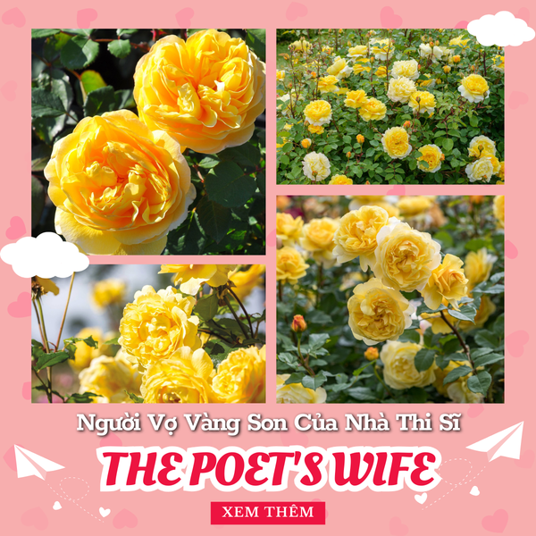 Hình ảnh bài viết