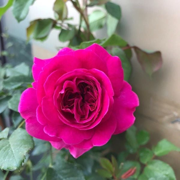 Hình ảnh sản phẩm