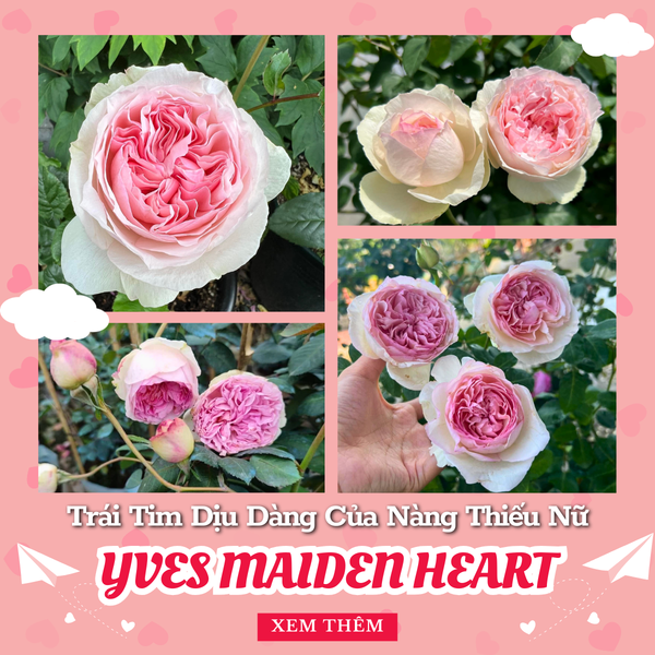 Hình ảnh bài viết
