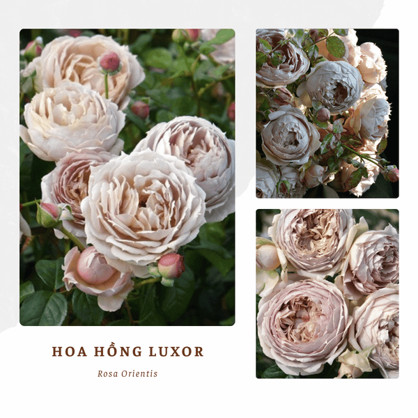 Hình ảnh bài viết
