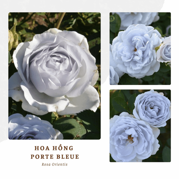 Hình ảnh bài viết