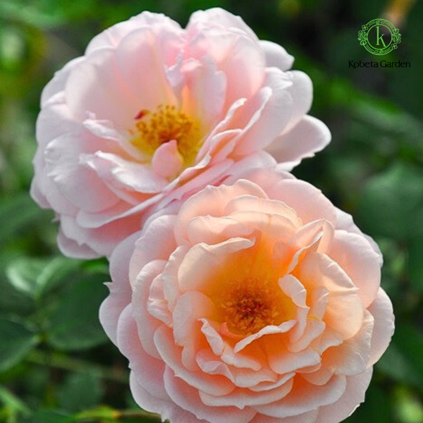 Hoa hồng Starry Heavens – Rosa Orientis – Kobeta Garden