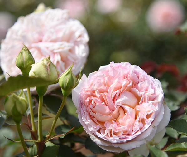 Hoa hồng Träumerei – Rosa Orientis – Kobeta Garden