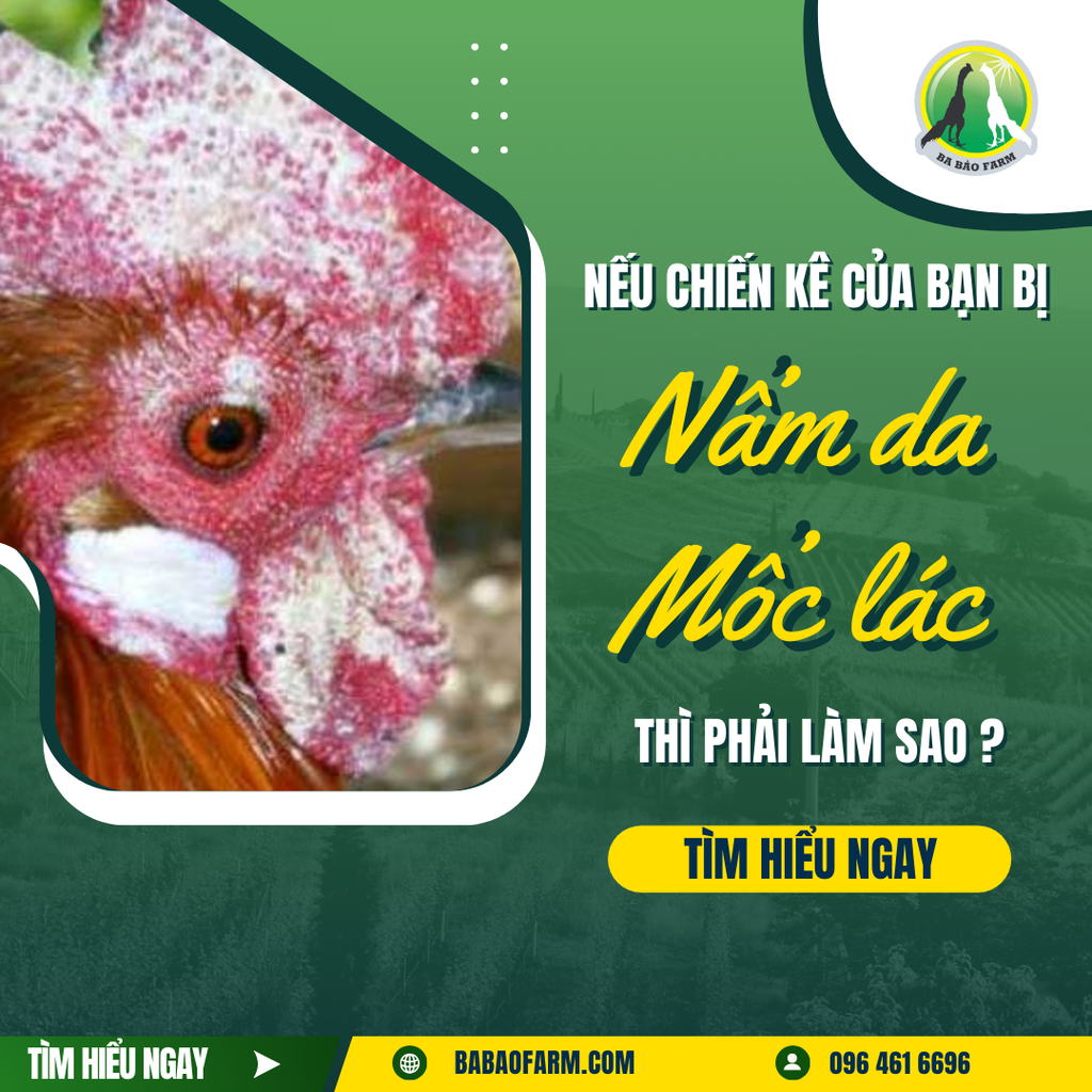 NẾU CHIẾN KÊ CỦA BẠN BỊ NẤM DA, MỐC LÁC THÌ PHẢI LÀM SAO ?