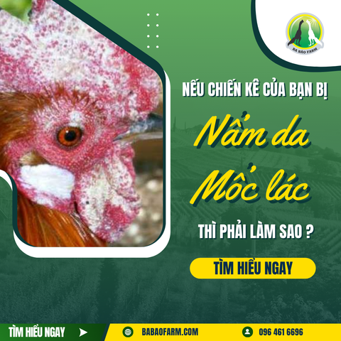 NẾU CHIẾN KÊ CỦA BẠN BỊ NẤM DA, MỐC LÁC THÌ PHẢI LÀM SAO ?