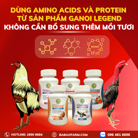 NÊN SỬ DỤNG MỒI TƯƠI HAY DÙNG AMINO AXIT BỔ SUNG CHO GÀ CHỌI ?
