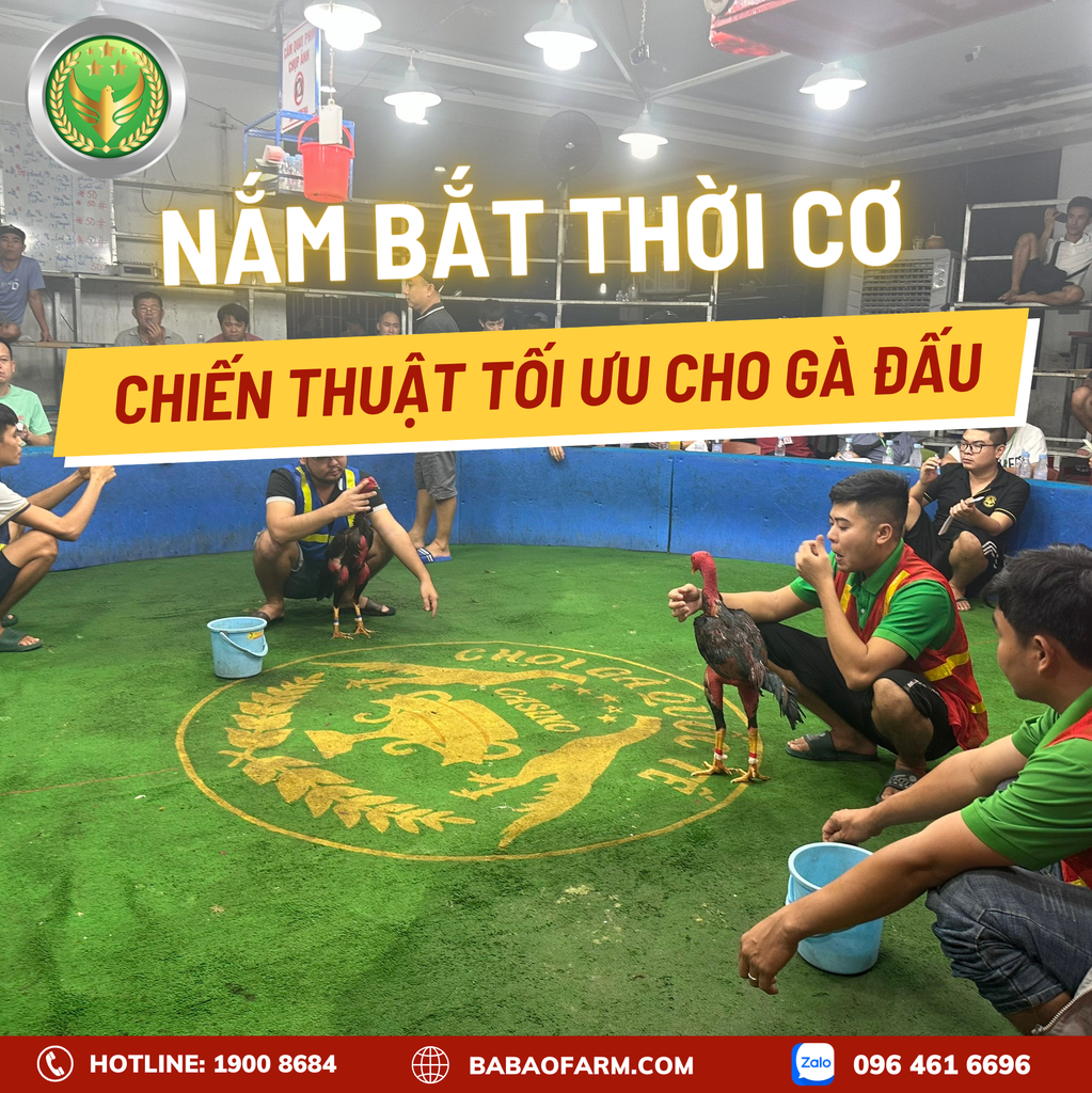 NẮM BẮT THỜI CƠ: CHIẾN THUẬT TỐI ƯU CHO GÀ ĐẤU