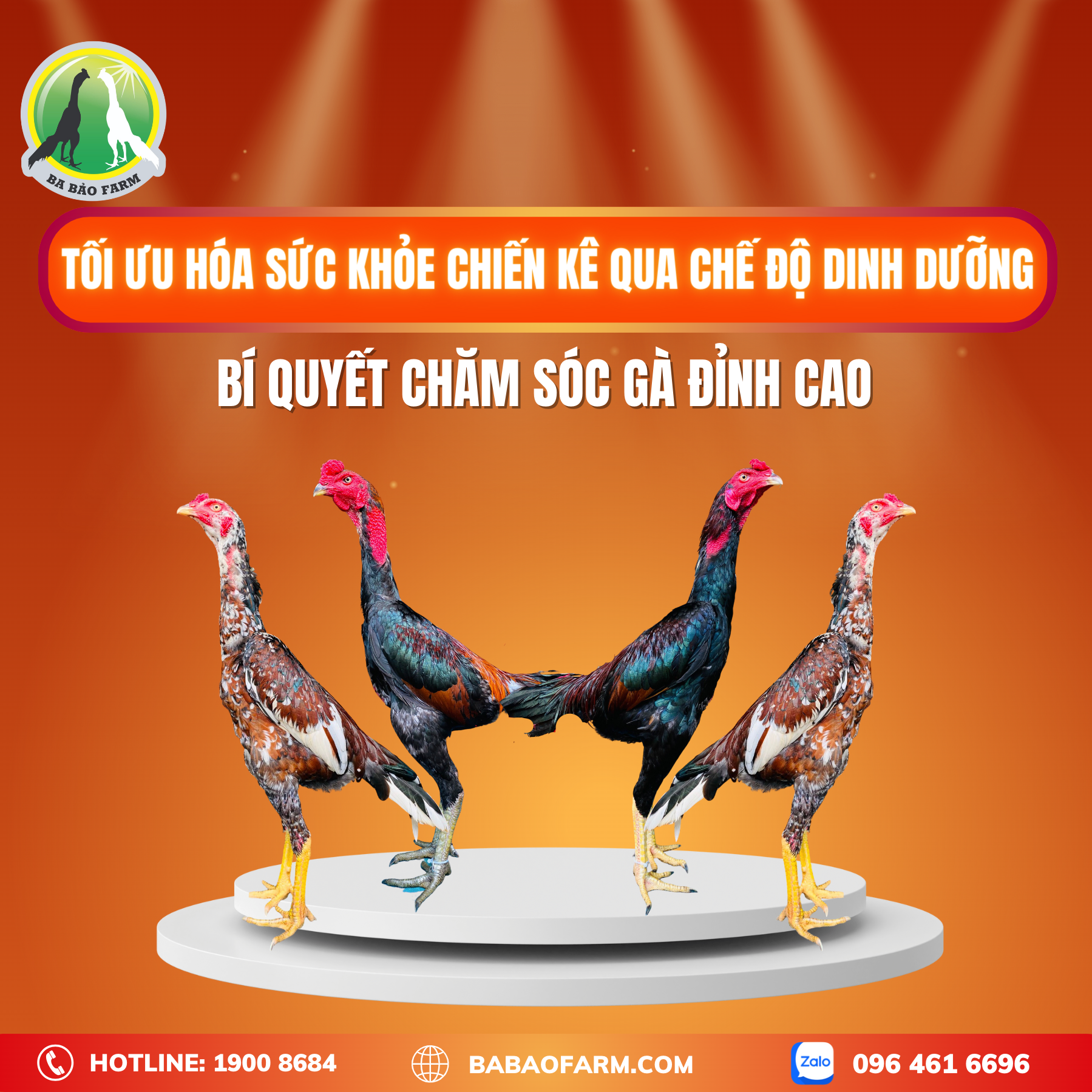 TỐI ƯU HOÁ SỨC KHOẺ CHIẾN KÊ QUA CHẾ ĐỘ DINH DƯỠNG - BÍ QUYẾT CHĂM SÓC GÀ ĐỈNH CAO