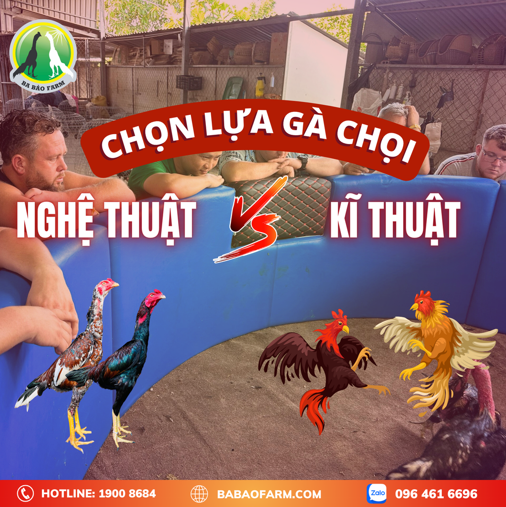CHỌN LỰA GÀ CHỌI - NGHỆ THUẬT VÀ KỸ THUẬT !