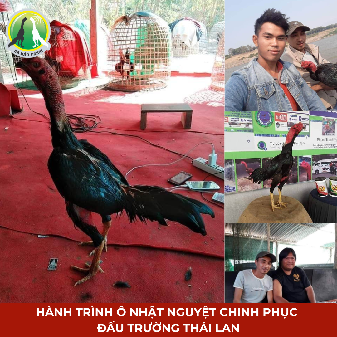 HÀNH TRÌNH ĐẦY Ý NGHĨA CHO GÀ NÒI VIỆT NAM, CỦA MỘT NGƯỜI VIỆT LÀM THỢ SỬA XE TẠI LÀO.