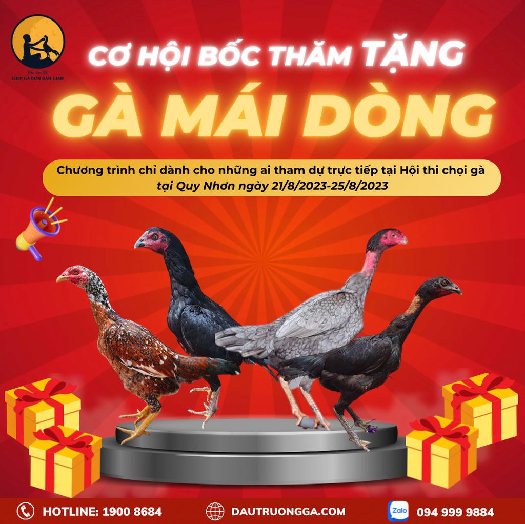 KHÁM PHÁ TINH HOA ĐỘC ĐÁO - GÀ MÁI DÒNG CHIẾN