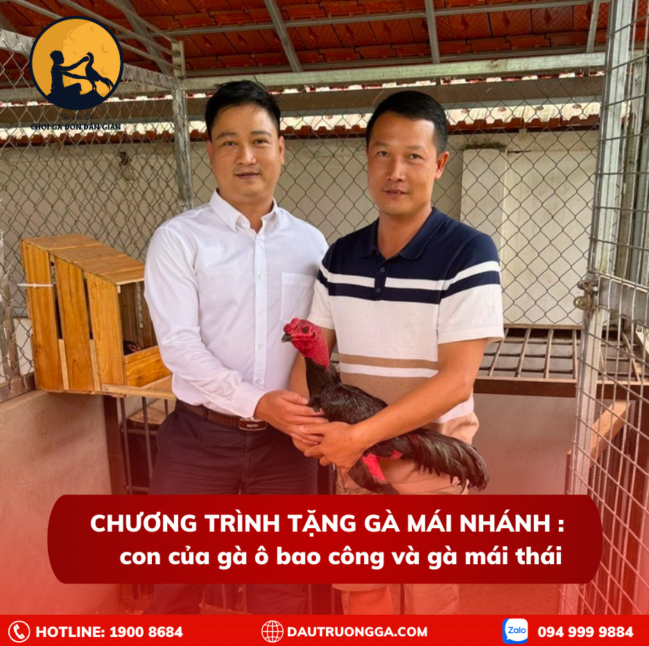 CHƯƠNG TRÌNH TẶNG GÀ MÁI NHÁNH - CON CỦA GÀ Ô BAO CÔNG VÀ GÀ MÁI THÁI