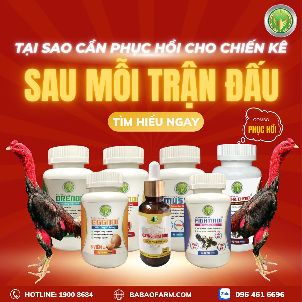 TẠI SAO CẦN PHỤC HỒI CHO CHIẾN KÊ SAU MỖI TRẬN ĐẤU ?