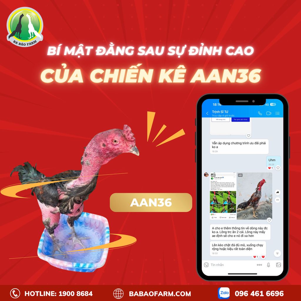 BÍ MẬT ĐẰNG SAU SỰ ĐỈNH CAO CỦA CHIẾN KÊ TẠI BA BẢO FARM