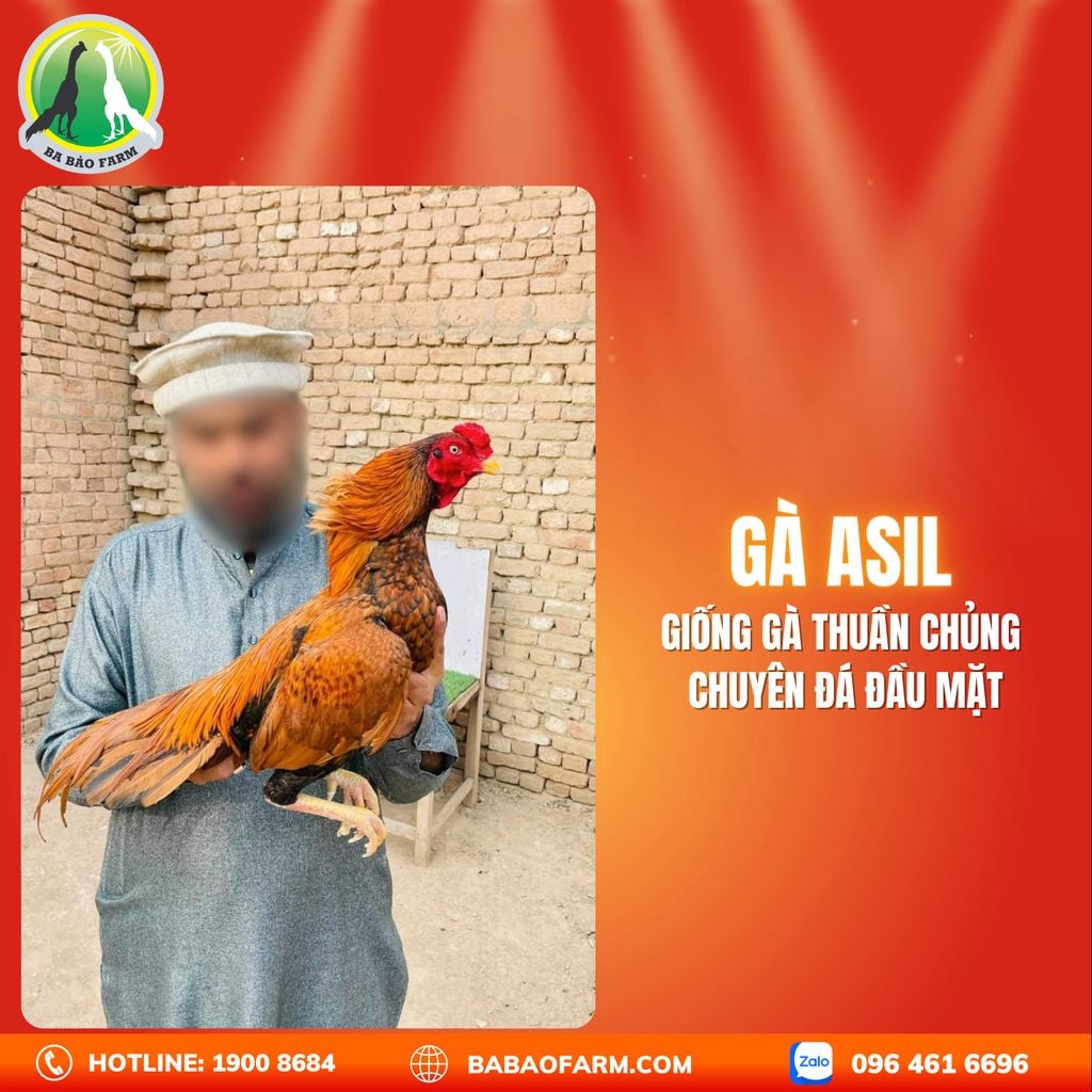 CÁC LOẠI GÀ ĐÁ PHỔ BIẾN VÀ ĐẶC ĐIỂM CỦA TỪNG GIỐNG