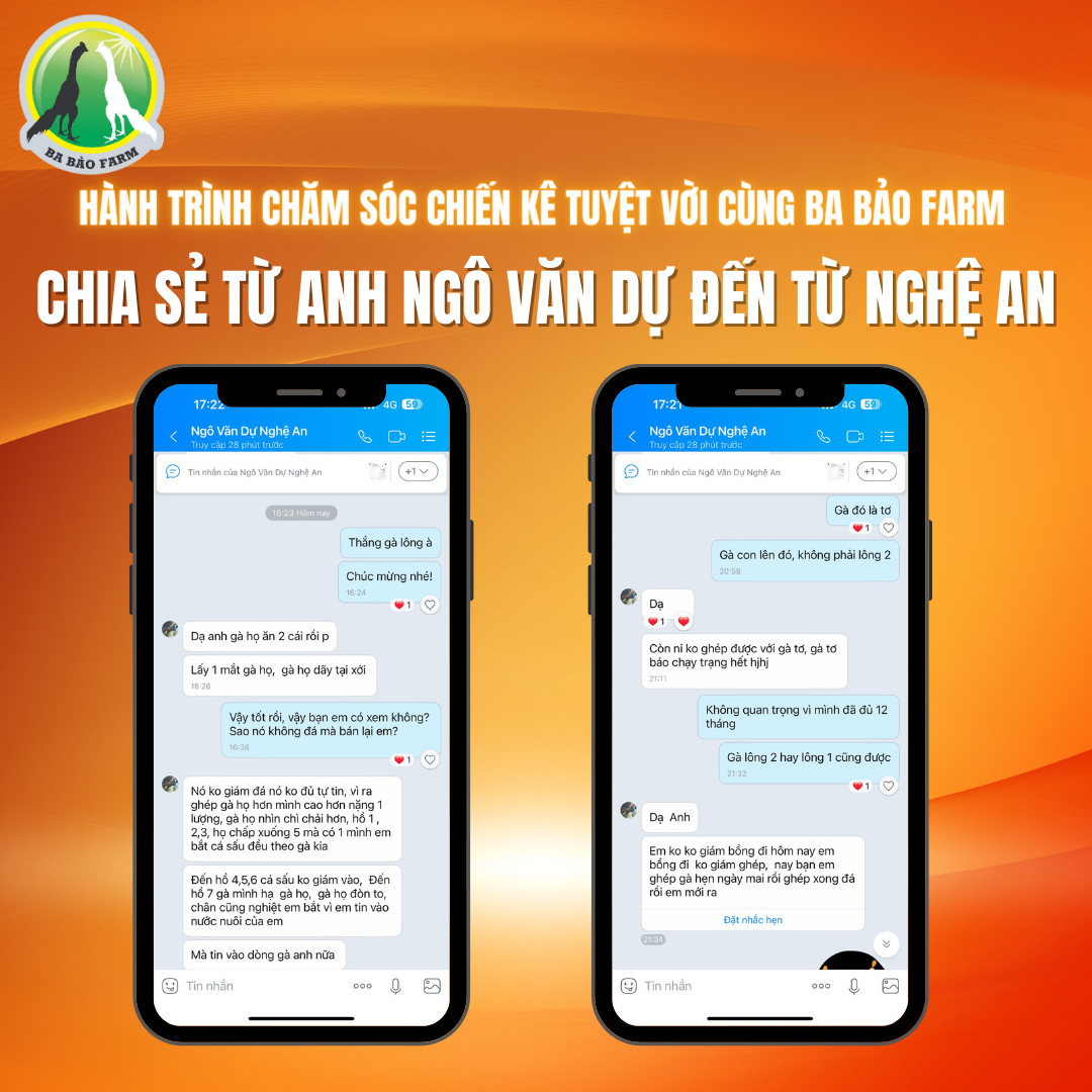 HÀNH TRÌNH CHĂM SÓC CHIẾN KÊ TUYỆT VỜI CÙNG BA BẢO FARM - CHIA SẺ TỪ ANH NGÔ VĂN DỰ, NGHỆ AN
