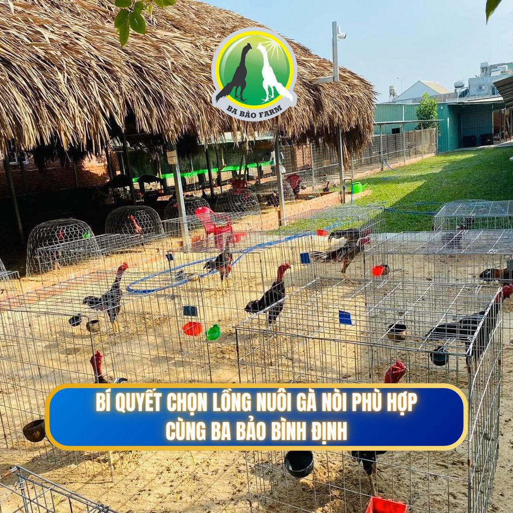 BÍ QUYẾT CHỌN LỒNG NUÔI GÀ NÒI PHÙ HỢP CÙNG BA BẢO BÌNH ĐỊNH