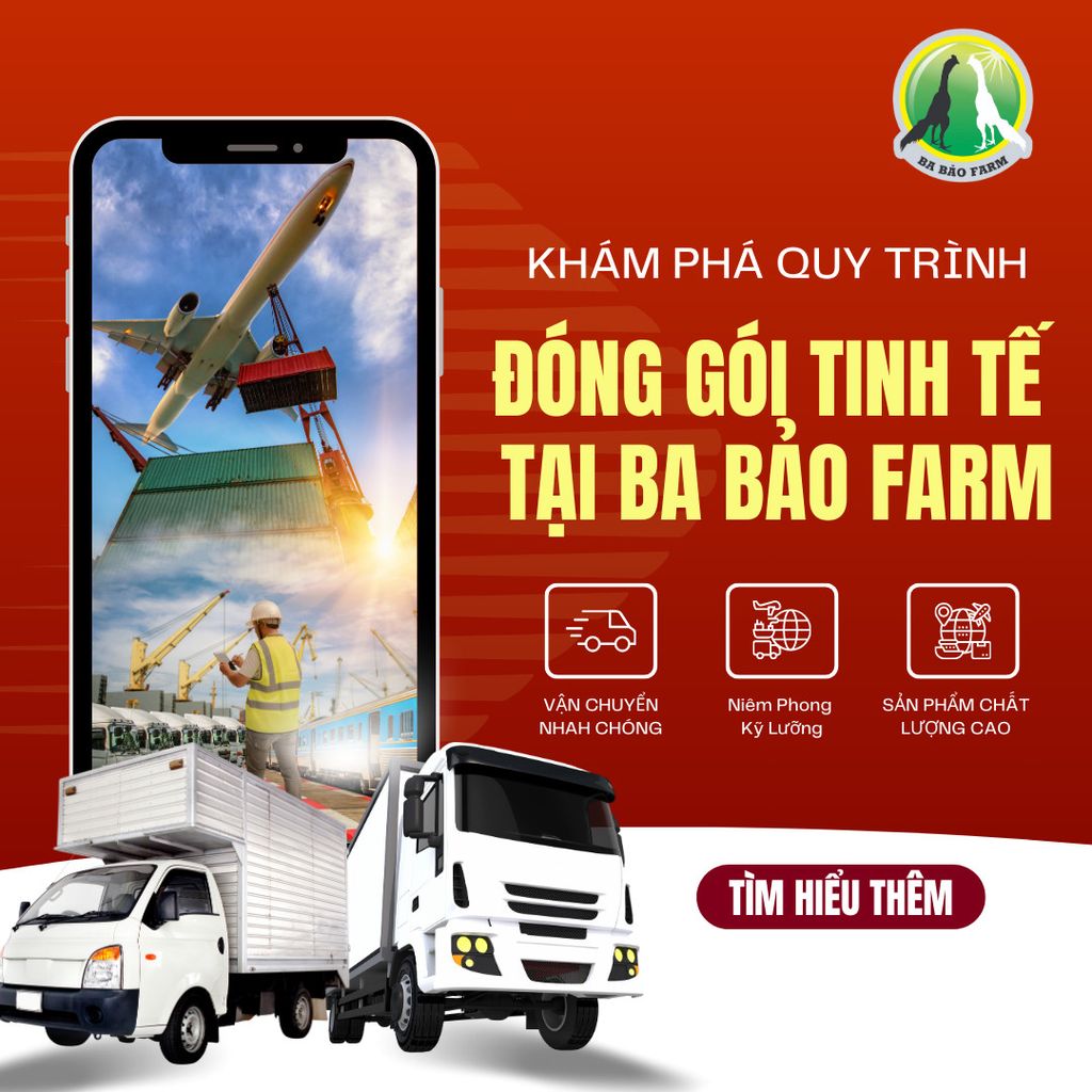 QUY TRÌNH ĐÓNG GÓI HOÀN HẢO TẠI BA BẢO FARM