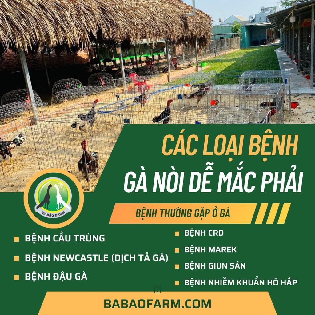 CÁC LOẠI BỆNH GÀ NÒI DỄ MẮC PHẢI