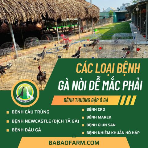 CÁC LOẠI BỆNH GÀ NÒI DỄ MẮC PHẢI