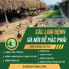 CÁC LOẠI BỆNH GÀ NÒI DỄ MẮC PHẢI