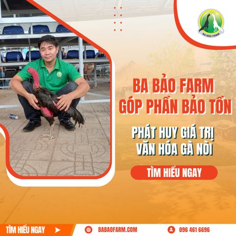 BA BẢO FARM GÓP PHẦN BẢO TỒN VÀ PHÁT HUY GIÁ TRỊ VĂN HOÁ GÀ NÒI