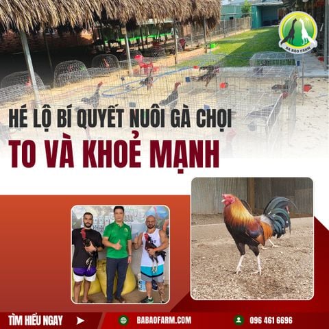 HÉ LỘ BÍ QUYẾT NUÔI GÀ NÒI CHỌI TO, KHOẺ MẠNH CÙNG CHUYÊN GIA BA BẢO FARM