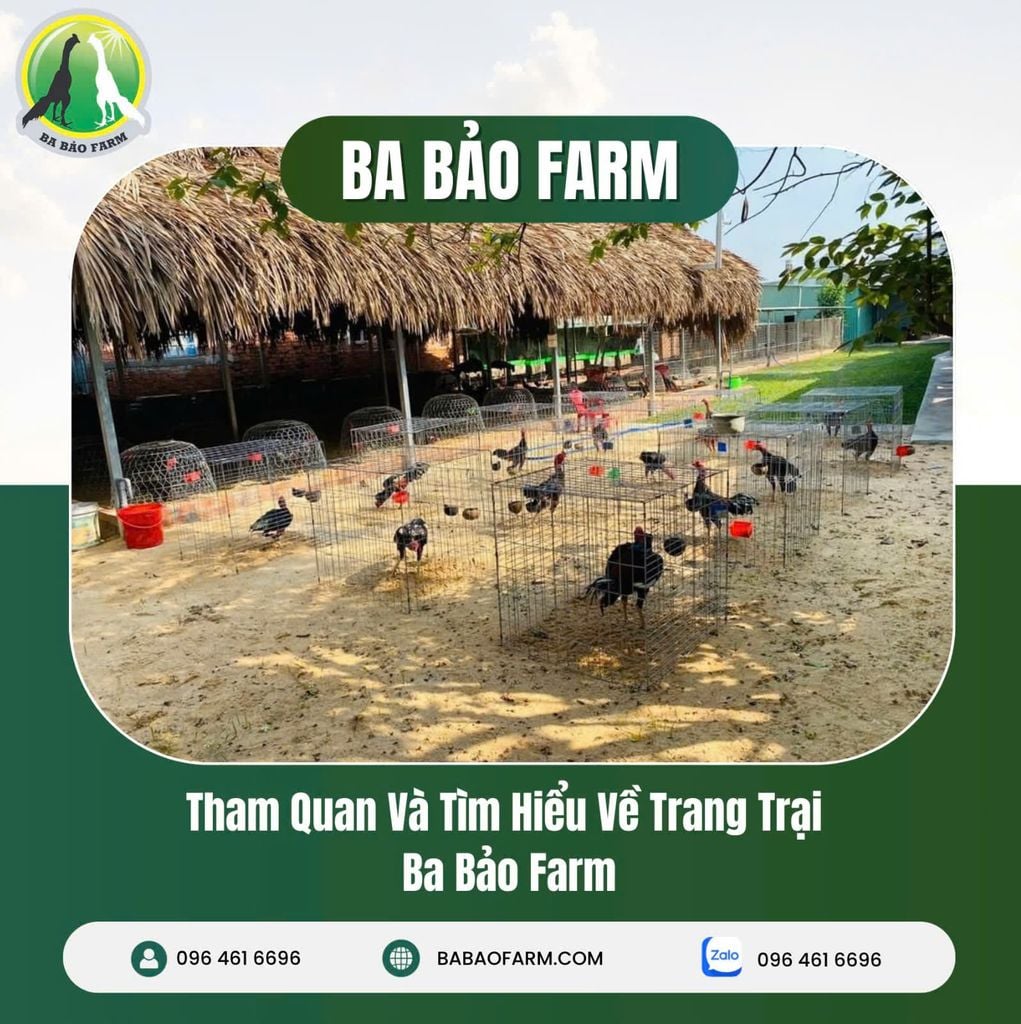 THAM QUAN VÀ TÌM HIỂU VỀ TRANG TRẠI BA BẢO FARM
