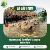 THAM QUAN VÀ TÌM HIỂU VỀ TRANG TRẠI BA BẢO FARM