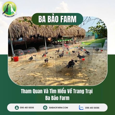 THAM QUAN VÀ TÌM HIỂU VỀ TRANG TRẠI BA BẢO FARM