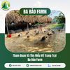 THAM QUAN VÀ TÌM HIỂU VỀ TRANG TRẠI BA BẢO FARM