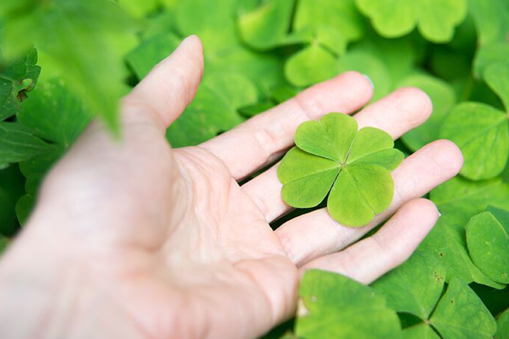 trefolio platinum noritake