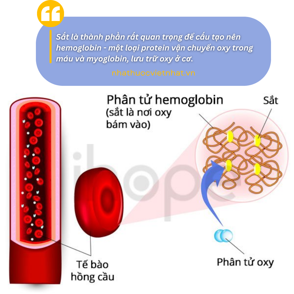 nhathuocvietnhat.vn-Thuốc Bổ Sung Sắt Cho Trẻ Loại Nào Tốt: vai trò của sắt trong sự phát triển của trẻ, hiển thị não bộ, tế bào hồng cầu vận chuyển oxy, và cấu trúc hemoglobin
