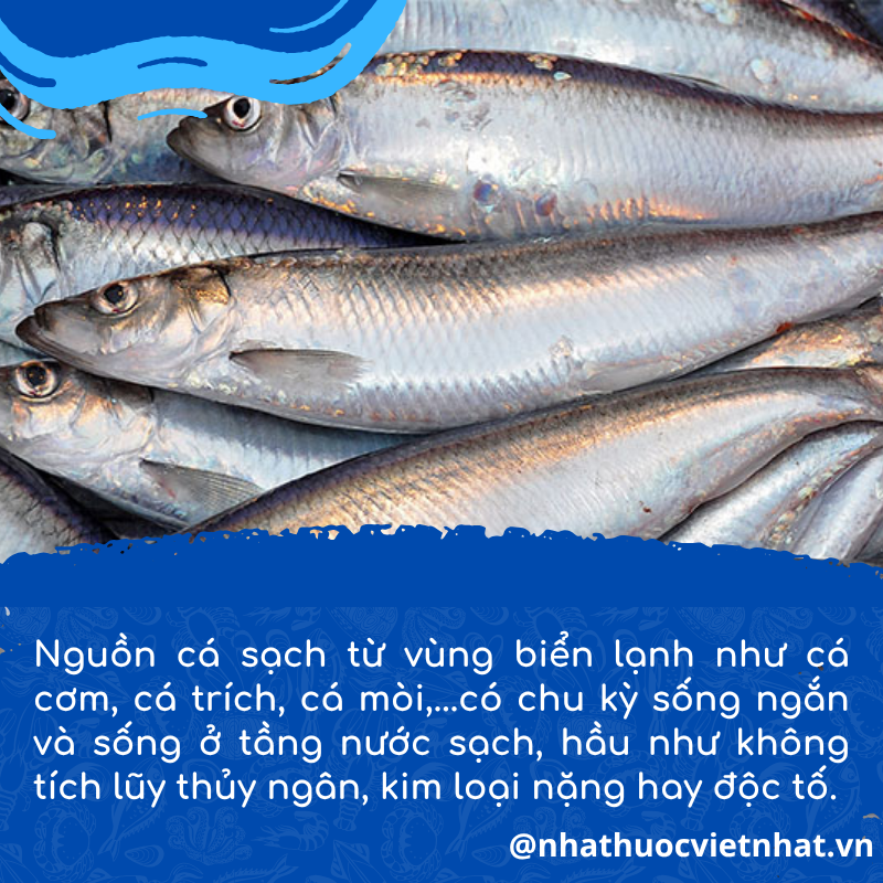 nhathuocvietnhat.vn - Nhờ chu kỳ sống ngắn và sống ở tầng nước sạch, các loài cá nhỏ như cá cơm, cá trích, cá mòi hầu như không tích lũy thủy ngân, kim loại nặng hay độc tố.