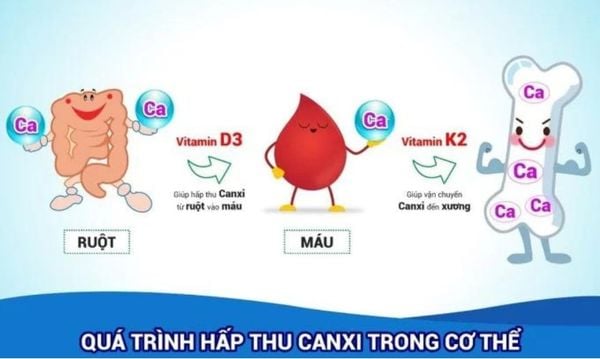 nhathuocvietnhat.vn - Mối liên hệ giữa canxi, vitamin D3 và Vitamin K2 MK7