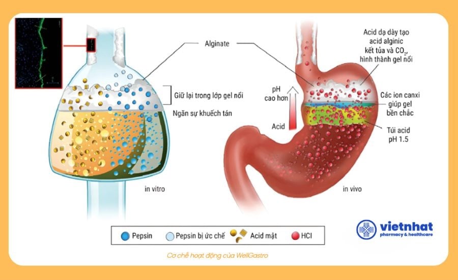 nhathuocvietnhat.vn -Cơ chế tác động kép của WellGastro