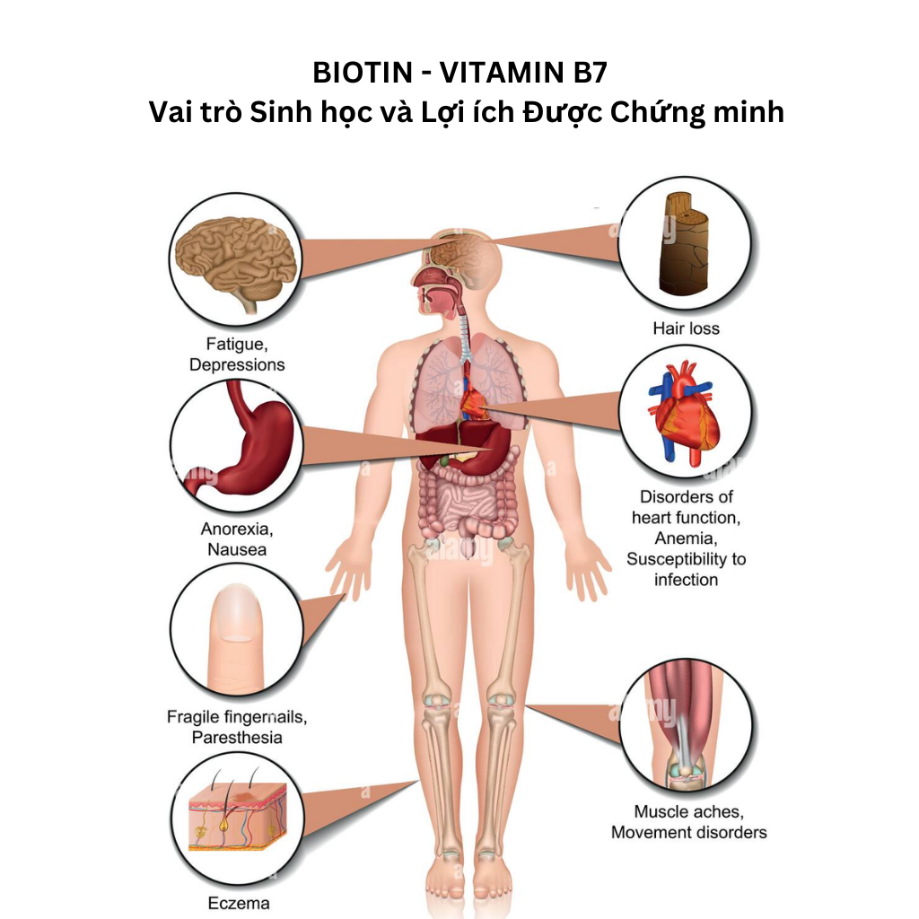 nhathuocvietnhat.vn-Biotin: Vai trò Sinh học và Lợi ích Được Chứng minh