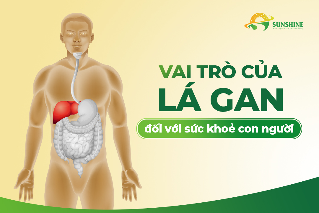 Vai trò của lá gan đối với cơ thể