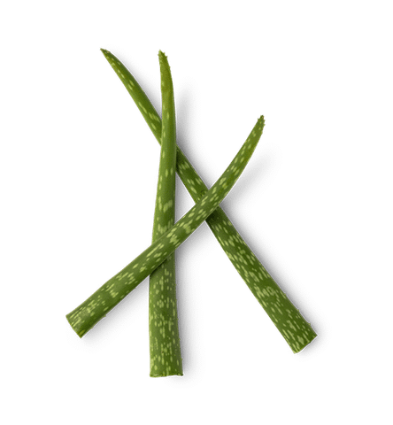 Nha đam|Aloe