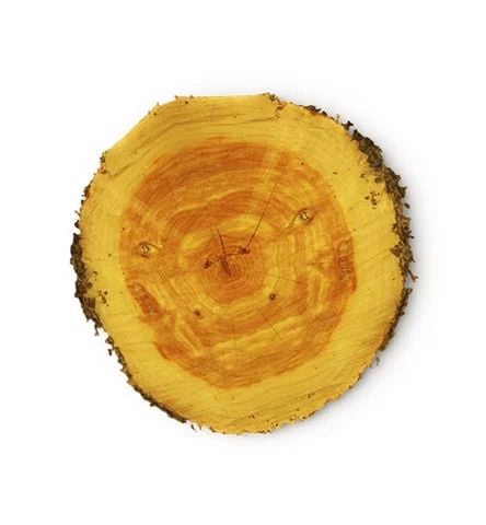 Cây tuyết tùng|Cedarwood