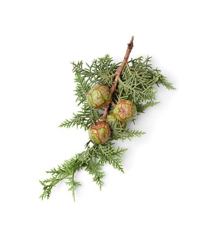 Tinh dầu trắc bách diệp|Cypress Oil