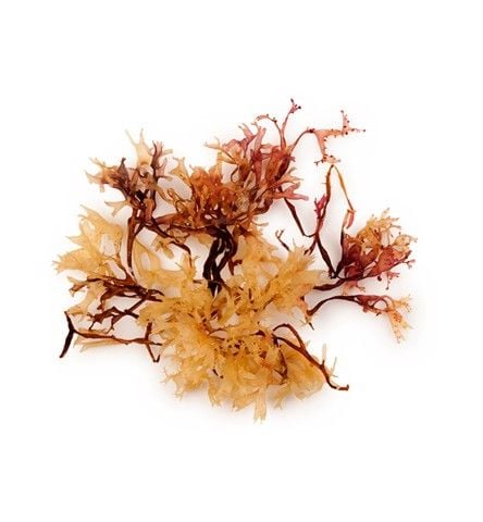 Tảo biển|Seaweed