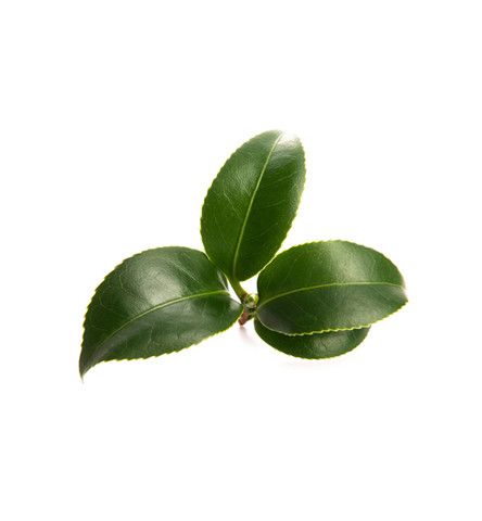 Bột trà xanh|Green Tea Powder