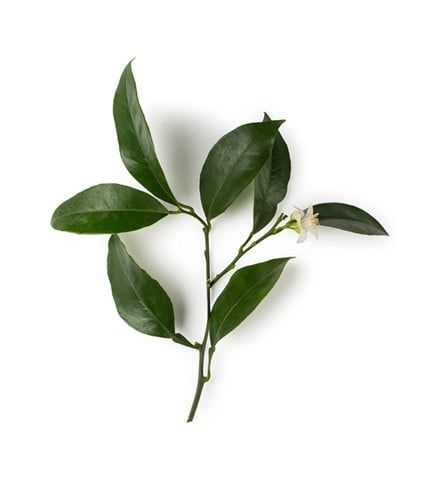 Dầu hoa cam đắng|Neroli Oil
