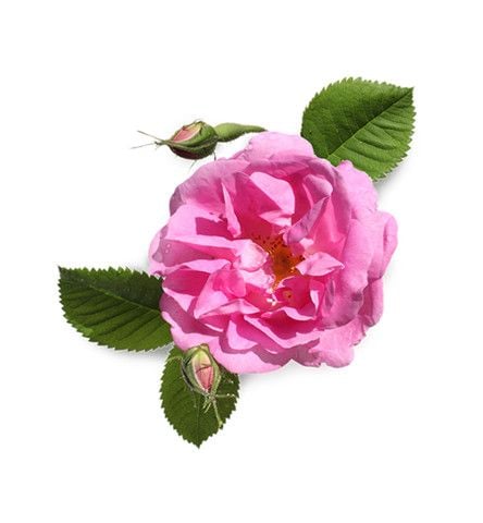 Tinh dầu hoa hồng|Rose Oil